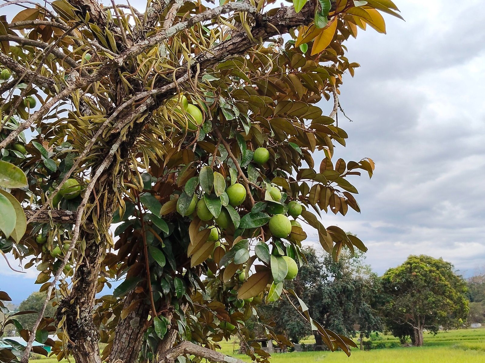 Gazing Upon the Breathtaking Beauty of Abra River oplus 8388642