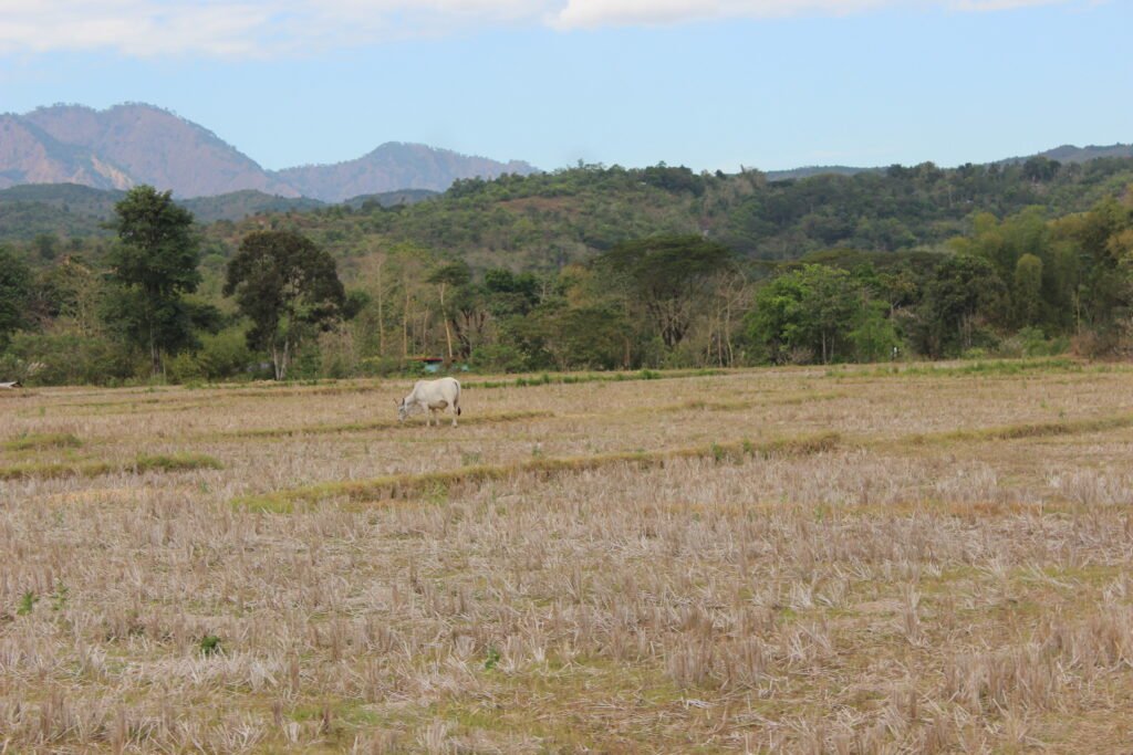 Gazing Upon the Breathtaking Beauty of Abra River img 9308